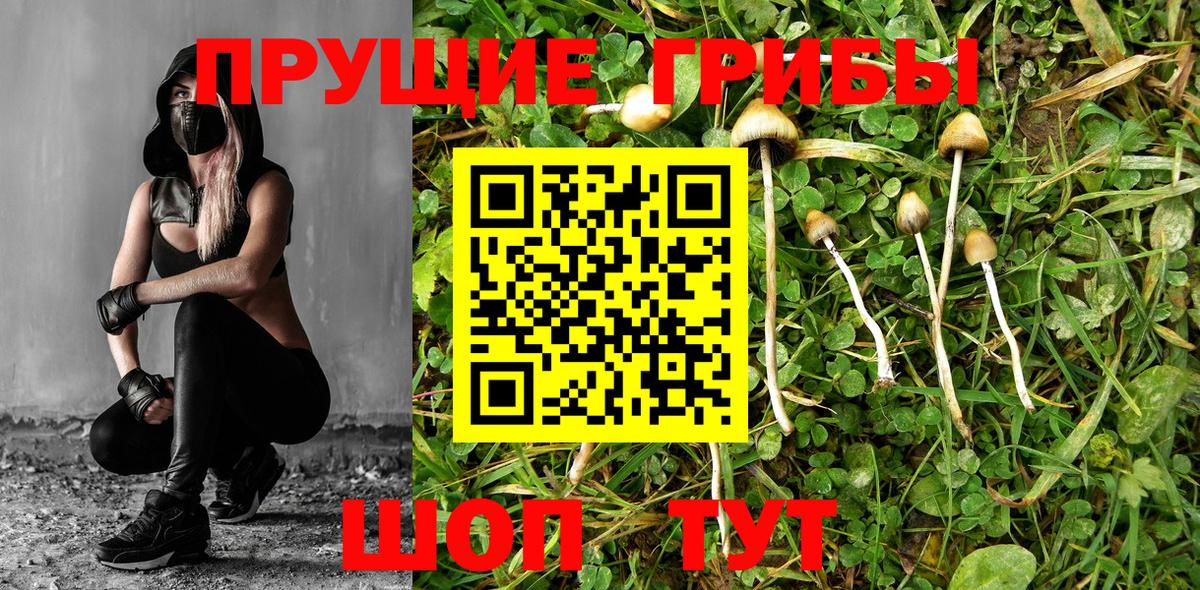 Галлюциногенные грибы Psilocybine cubensis Моршанск